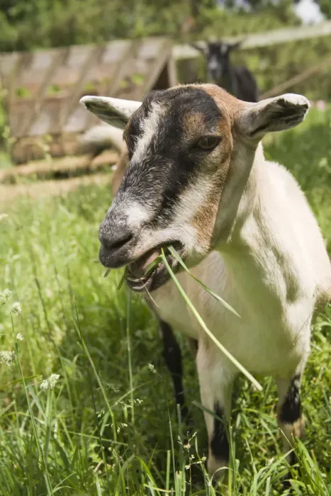 Framed Print : Galena, Illinois, USA. Portrait of an Alpine goat eating grass. (PR) Framed Print : Galena, Illinois, USA. Portrait of an Alpine goat eating grass. (PR)