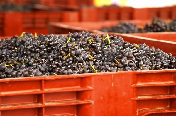 Gamay grapes just in from the harvest at the Georges Duboeuf winery in Romaneche-Thorins