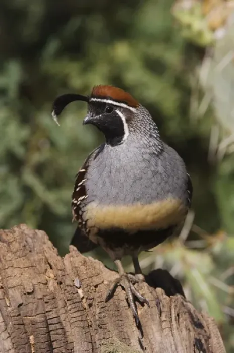 Framed Print : Gambels Quail, Callipepla gambelii, male, Tuscon, Arizona, USA, September 2006