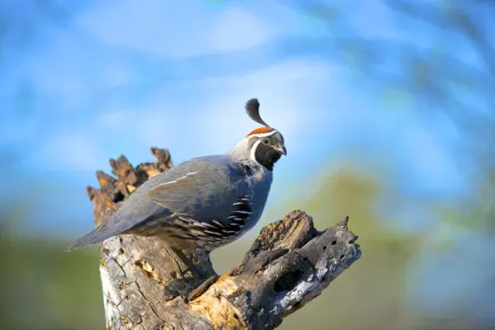 Framed Print : The Gambels quail (Callipepla gambelii) inhabits the desert regions of the USA Southwest