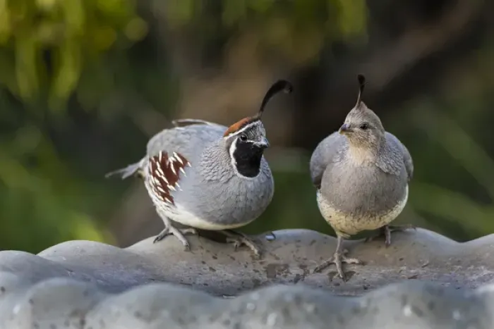 Framed Print : Gambels Quail (Callipepla gambelii) pair at bird bath Framed Print : Gambels Quail (Callipepla gambelii) pair at bird bath