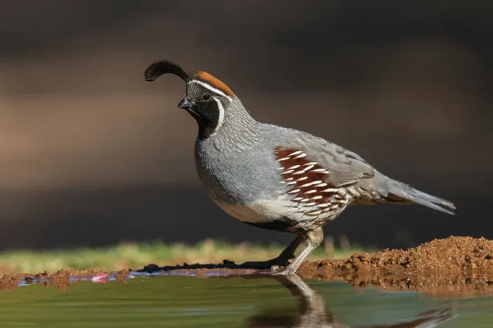 Framed Print : Gambel's quail drinking, USA, Arizona Framed Print : Gambel's quail drinking, USA, Arizona