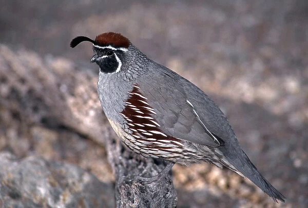 Gambels quail (Lophortyx gambelii), male perched on cholla branch, Saguaro National Park