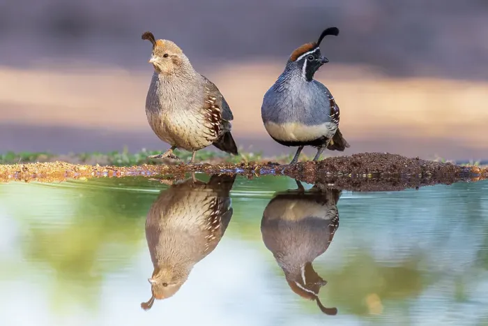 Framed Print : Gambel's Quail male and female at water, Pima County, Arizona