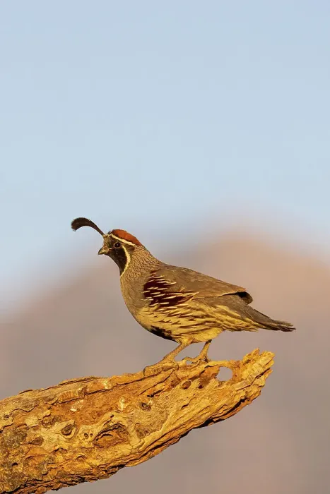 Framed Print : Gambel's Quail male, Pima County, Arizona Framed Print : Gambel's Quail male, Pima County, Arizona