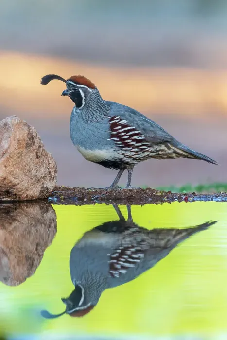 Framed Print : Gambel's Quail male at water, Pima County, Arizona Framed Print : Gambel's Quail male at water, Pima County, Arizona