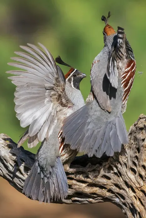 Framed Print : Gambel's quail, territory dispute in southern Arizona Framed Print : Gambel's quail, territory dispute in southern Arizona