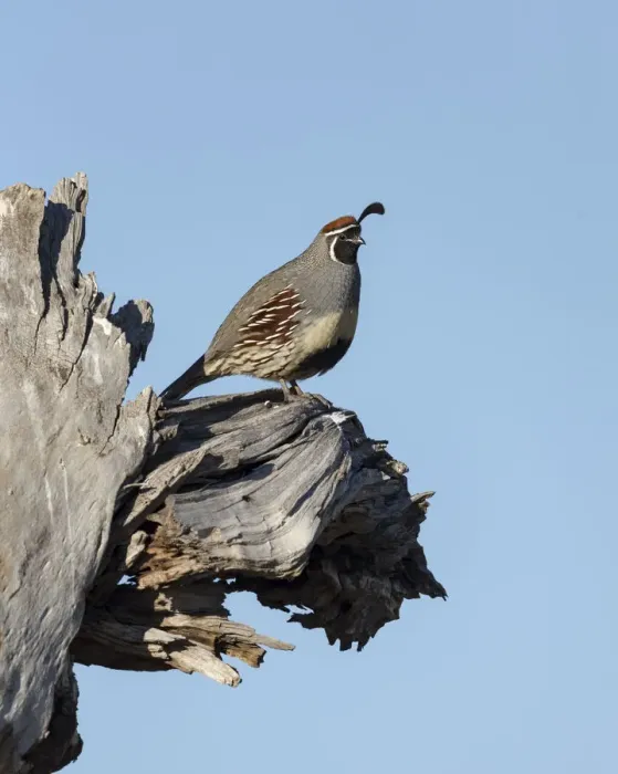 Framed Print : Gambles quail, Callipepla gambelii, Bosque del Apache NWR, New Mexico