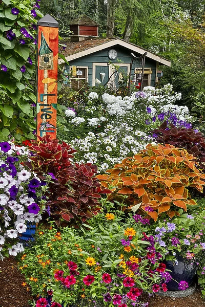 Garden in full bloom with garden shed, Sammamish, Washington State