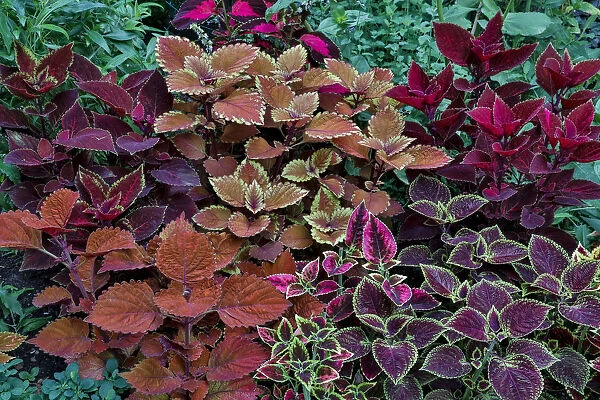Garden coleus plants in bronze and reds, Sammamish, Washington State