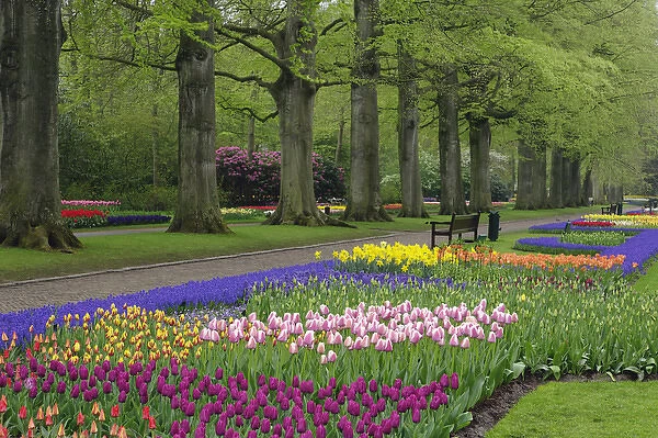 Garden of daffodils, tulips, and hyacinth flowers, Keukenhof Gardens, Lisse, Netherlands