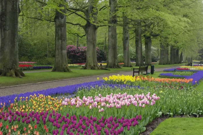 Framed Print : Garden of daffodils, tulips, and hyacinth flowers, Keukenhof Gardens, Lisse, Netherlands Framed Print : Garden of daffodils, tulips, and hyacinth flowers, Keukenhof Gardens, Lisse, Netherlands