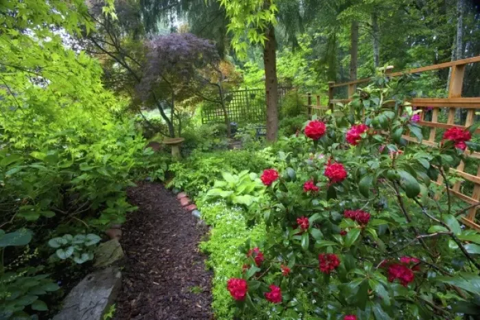 Framed Print : Garden designs and pathway in shade garden - in our Garden Sammamish, Washington
