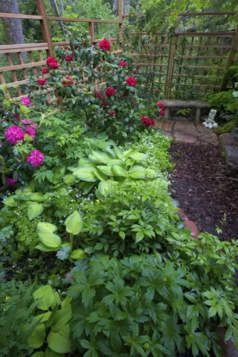 Framed Print : Garden designs and pathway in shade garden - in our Garden Sammamish, Washington