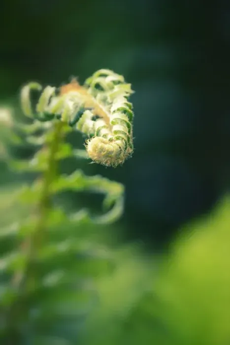 Framed Print : Garden Fern Framed Print : Garden Fern