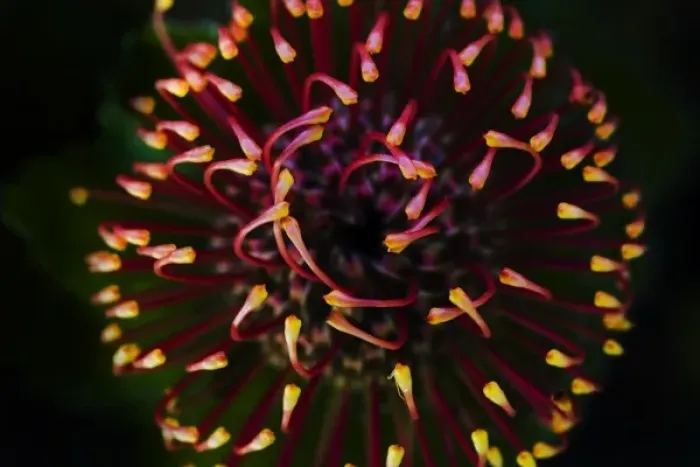 Framed Print : Garden flower, California