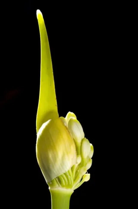 Framed Print : Garden flower, California
