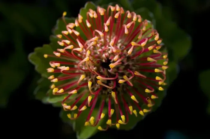 Framed Print : Garden flower, California Framed Print : Garden flower, California
