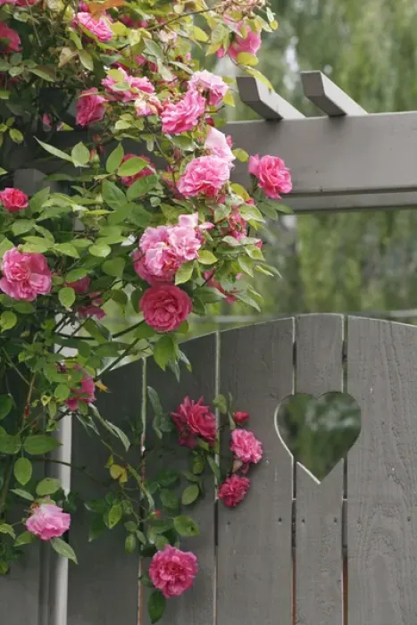 Framed Print : Garden gate with roses growing over it. Credit as: Don Paulson / Jaynes Gallery / DanitaDelimont Framed Print : Garden gate with roses growing over it. Credit as: Don Paulson / Jaynes Gallery / DanitaDelimont