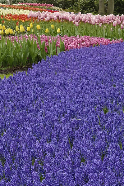 Garden pattern of Grape Hyacinth flowers and tulips, Keukenhof Gardens, Lisse, Netherlands