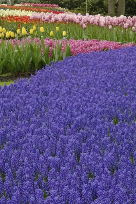 Framed Print : Garden pattern of Grape Hyacinth flowers and tulips, Keukenhof Gardens, Lisse, Netherlands Framed Print : Garden pattern of Grape Hyacinth flowers and tulips, Keukenhof Gardens, Lisse, Netherlands