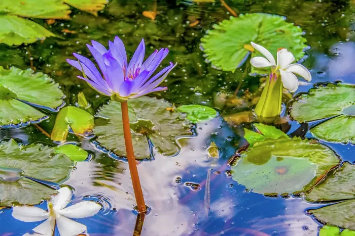 Framed Print : Garden pond, Laos. Close-up portrait of purple waterlily and frangipani floating amid lily pads in a garden pond Framed Print : Garden pond, Laos. Close-up portrait of purple waterlily and frangipani floating amid lily pads in a garden pond