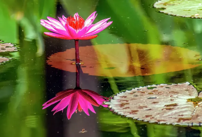 Framed Print : Garden pool, Luang Prabang, Laos. Close-up portrait of bright pink waterlily reflected in the waters of a garden pool