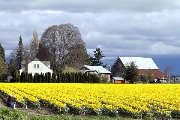 Show garden of spring-flowering daffodil bulbs in Skagit Valley, Washington, USA