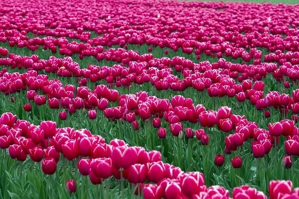 Show garden of spring-flowering tulip bulbs in Skagit Valley, Washington, USA