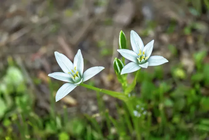 Framed Print : Garden star-of-Bethlehem