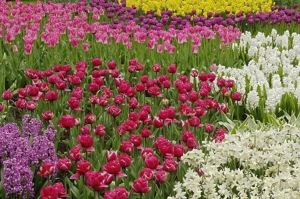 Garden of tulips, daffodils, and hyacinth flowers, Keukenhof Gardens, Lisse, Netherlands