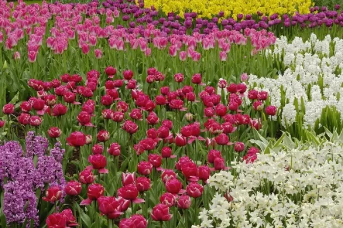 Framed Print : Garden of tulips, daffodils, and hyacinth flowers, Keukenhof Gardens, Lisse, Netherlands Framed Print : Garden of tulips, daffodils, and hyacinth flowers, Keukenhof Gardens, Lisse, Netherlands
