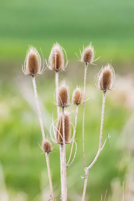Framed Print : Garfield, Washington State, USA. Thistle plants in the Palouse hills Framed Print : Garfield, Washington State, USA. Thistle plants in the Palouse hills