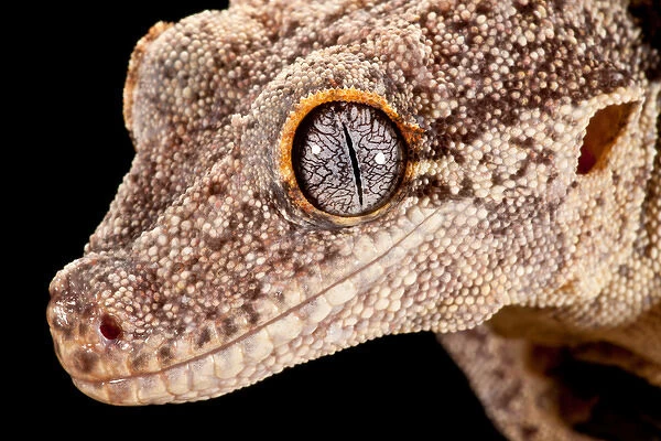 Gargoyle Gecko, Rhacodactylus auriculatus, Native to New Caledonia