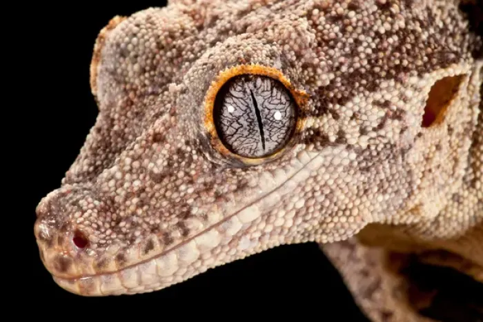 Framed Print : Gargoyle Gecko, Rhacodactylus auriculatus, Native to New Caledonia Framed Print : Gargoyle Gecko, Rhacodactylus auriculatus, Native to New Caledonia