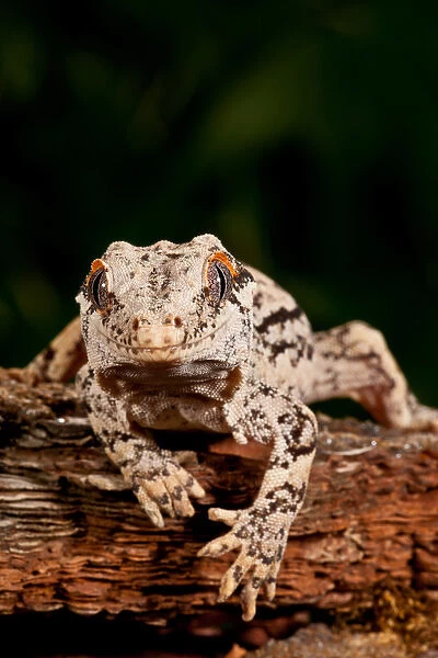 Gargoyle Gecko Rhacodactylus auriculatus Native to New Caledonia Habitat Arboreal