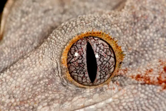 Framed Print : Gargoyle Gecko Rhacodactylus auriculatus Native to New Caledonia Habitat Arboreal