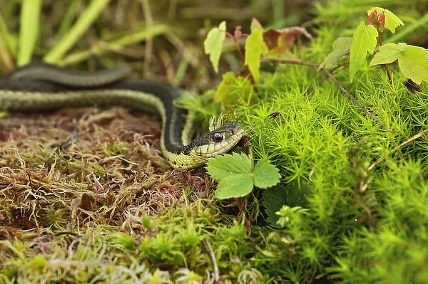 Garter Snake, Thamnophis elegans terrestris