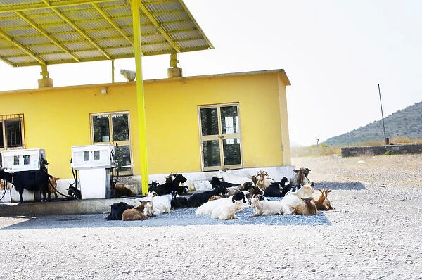 A gas station petrol station in the country side with free roaming goats are getting