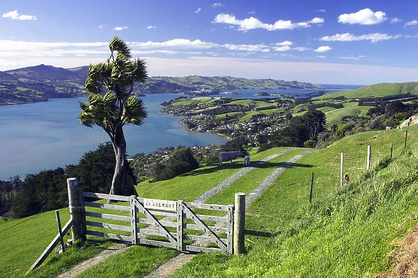 Gate & Cabbage Tree on Otago Peninsula, above MacAndrew Bay & Otago Harbour