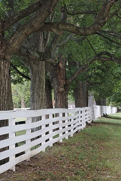 Gate and white wooden fence and overhanging trees, Shaker Village of Pleasant Hill, Harrodsburg, Kentucky