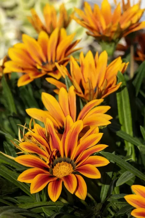 Framed Print : Gazania flowers Framed Print : Gazania flowers