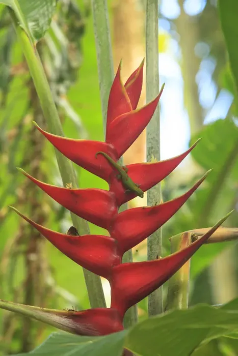 Framed Print : Gecko on Heliconia, Hawaiian Tropical Botanical Gardens, near Hilo, Big Island, Hawaii