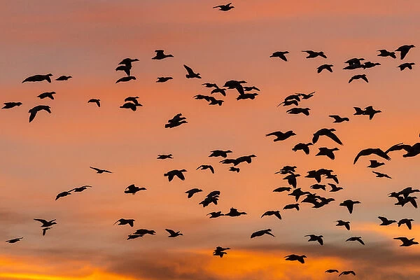 Geese in flight before dawn from the flight deck, Bosque del Apache NWR, New Mexico