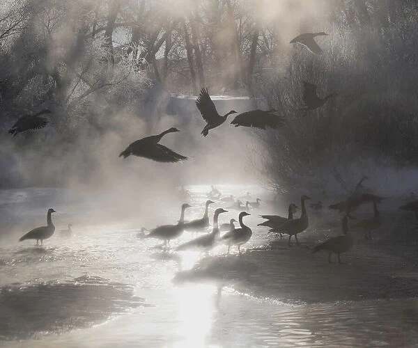 Geese in the mist in Colorados Rocky Mountains