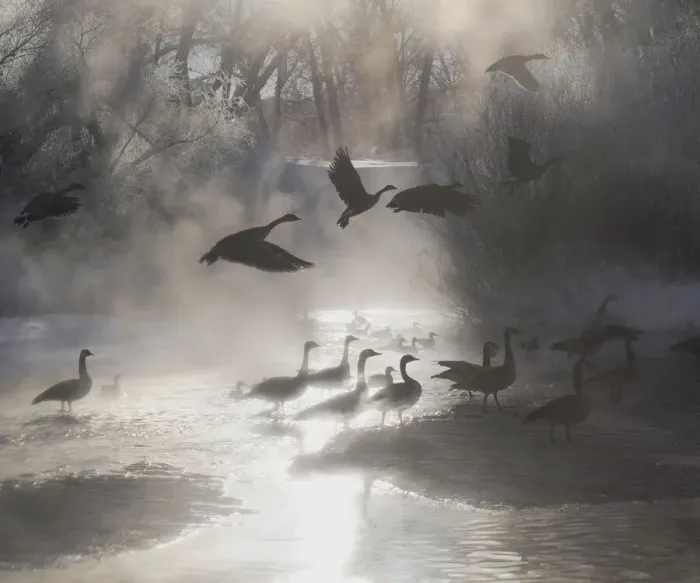 Framed Print : Geese in the mist in Colorados Rocky Mountains Framed Print : Geese in the mist in Colorados Rocky Mountains