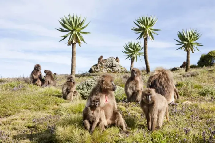Framed Print : Gelada, Gelada Baboon (Theropithecus gelada), Ethiopia