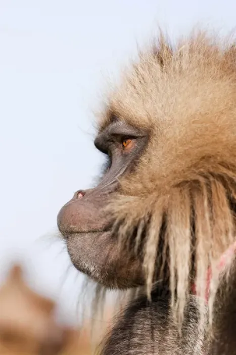 Framed Print : Gelada, Gelada Baboon (Theropithecus gelada), Ethiopia Framed Print : Gelada, Gelada Baboon (Theropithecus gelada), Ethiopia
