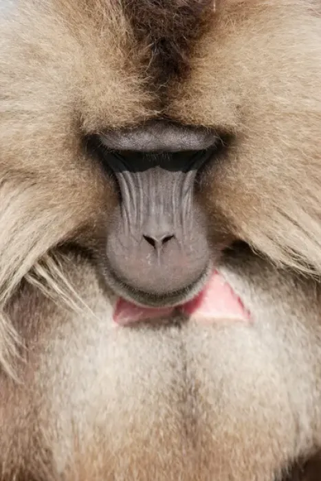 Framed Print : Gelada, Gelada Baboon (Theropithecus gelada), Ethiopia Framed Print : Gelada, Gelada Baboon (Theropithecus gelada), Ethiopia