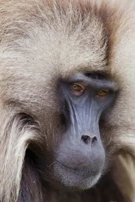 Framed Print : Gelada, Gelada Baboon (Theropithecus gelada), Ethiopia Framed Print : Gelada, Gelada Baboon (Theropithecus gelada), Ethiopia